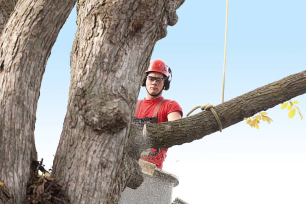 Best Emergency Tree Removal  in Pasadena, TX